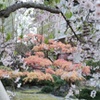 朱と桜