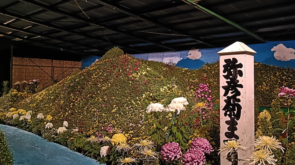 菊祭り③