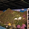 菊祭り③