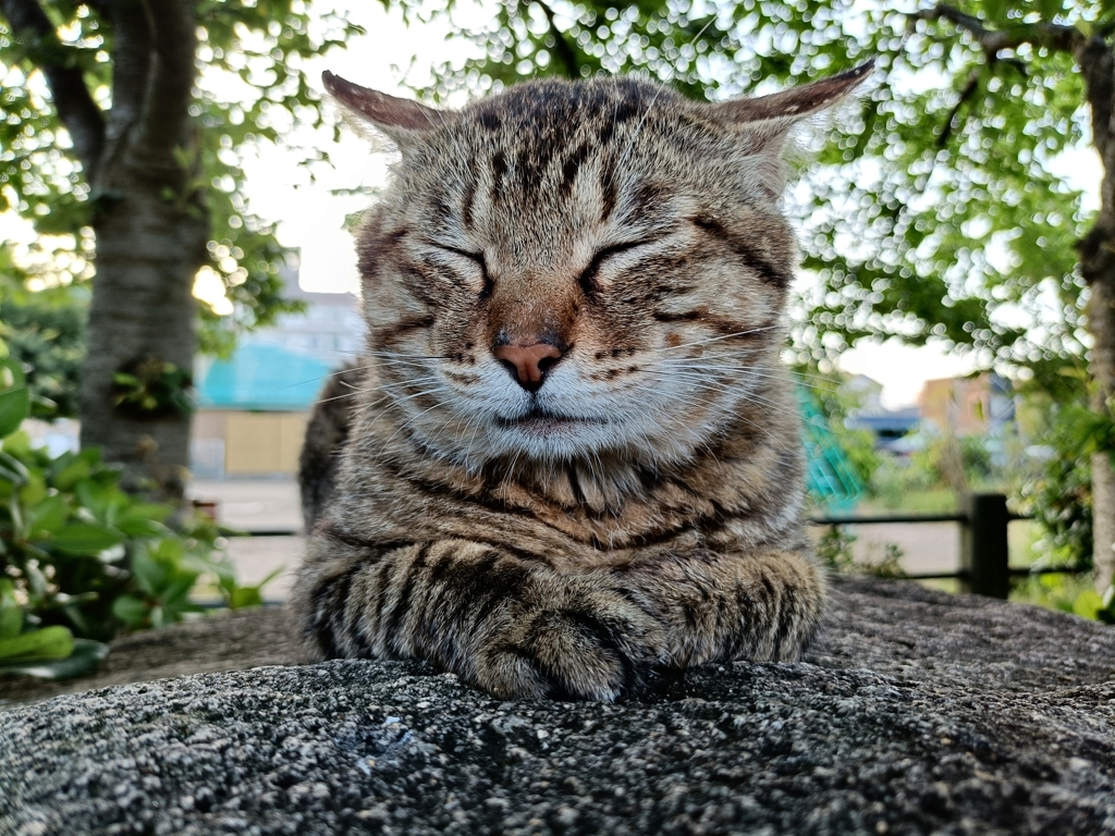 ねむねむ