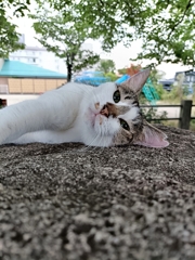 キミも猫派にどうかにゃ？