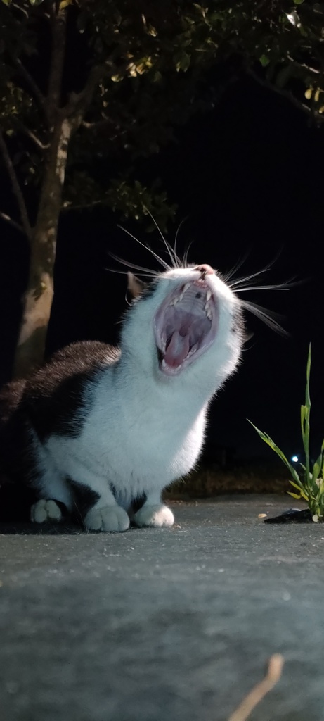虫歯は無いですねぇ〜。