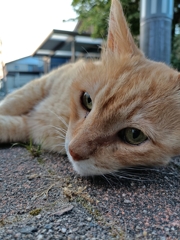 週末はマッタリと