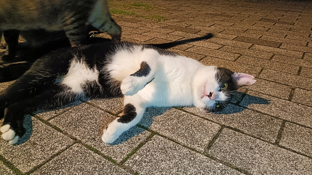 やるか！？