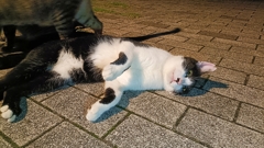 やるか！？