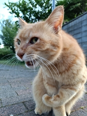 ニャめるなよ！ニャめ〜！！！