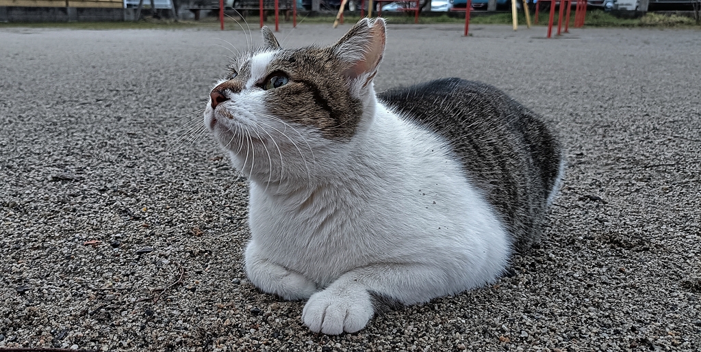 雨上がりの猫