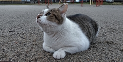 雨上がりの猫