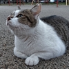 雨上がりの猫