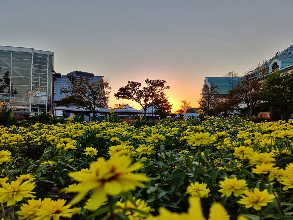 金色×金色彩（いろ）