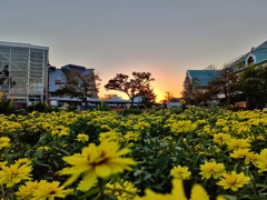 金色×金色彩（いろ）