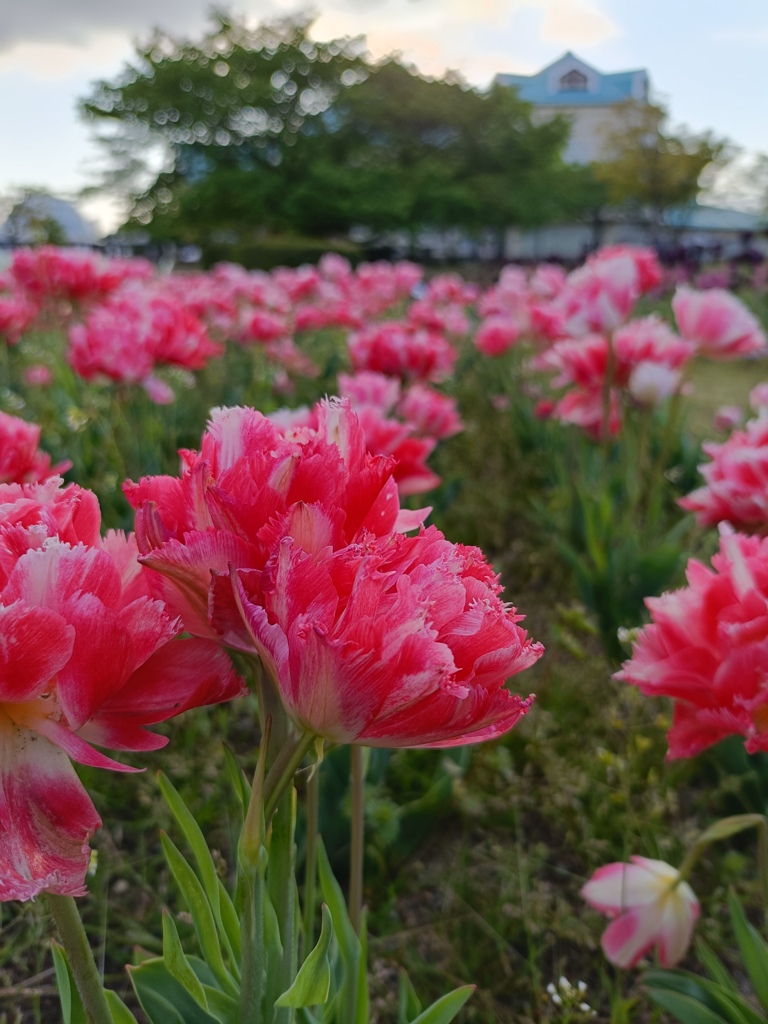 これもチューリップ