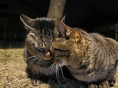 ひな祭り（猫Version）