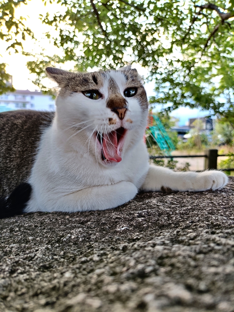 ニャハッハッハ。ウケる。