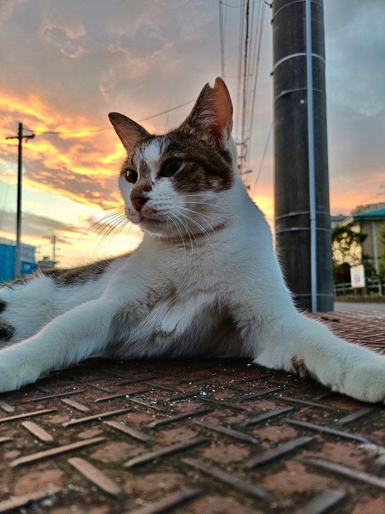朝焼けと猫