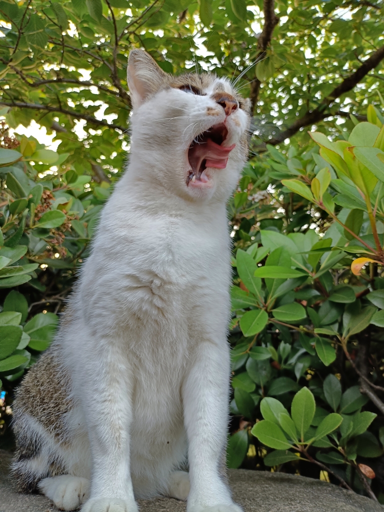 起きるかニャン