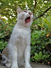 起きるかニャン