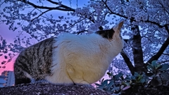 猫も見惚れる早朝の桜