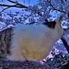 猫も見惚れる早朝の桜