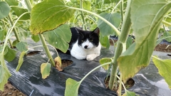 ヒマワリ畑の守猫