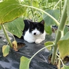 ヒマワリ畑の守猫