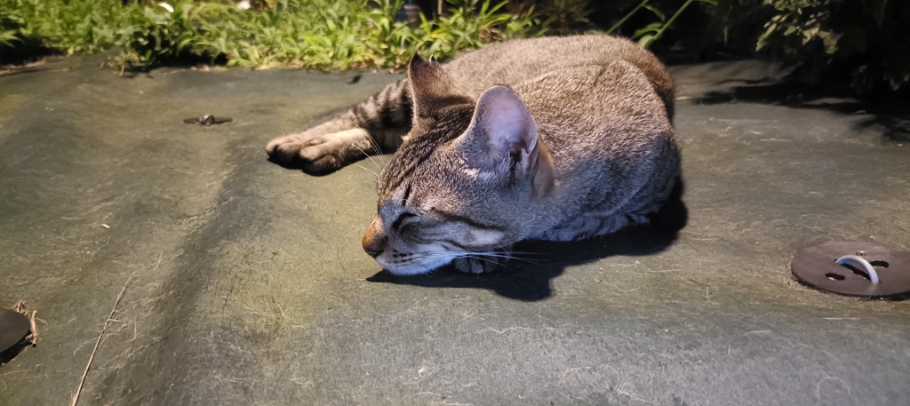 寝子