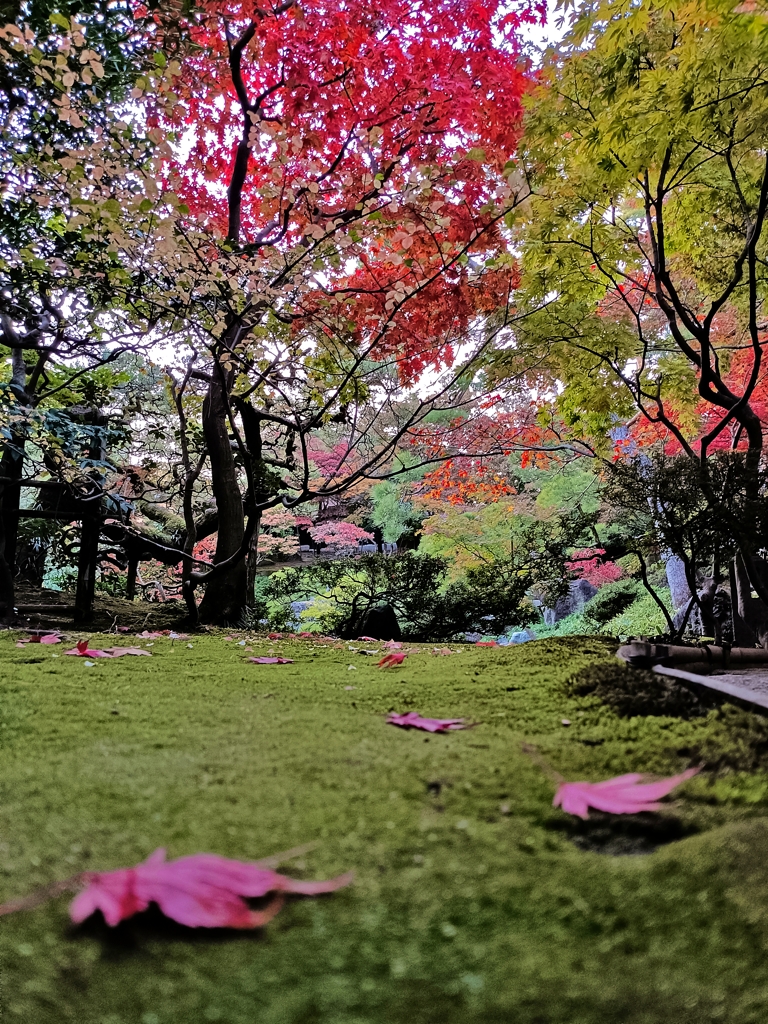 旧齋藤家別邸。和の秋