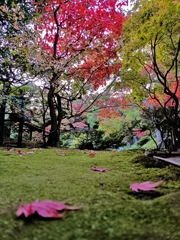 旧齋藤家別邸。和の秋