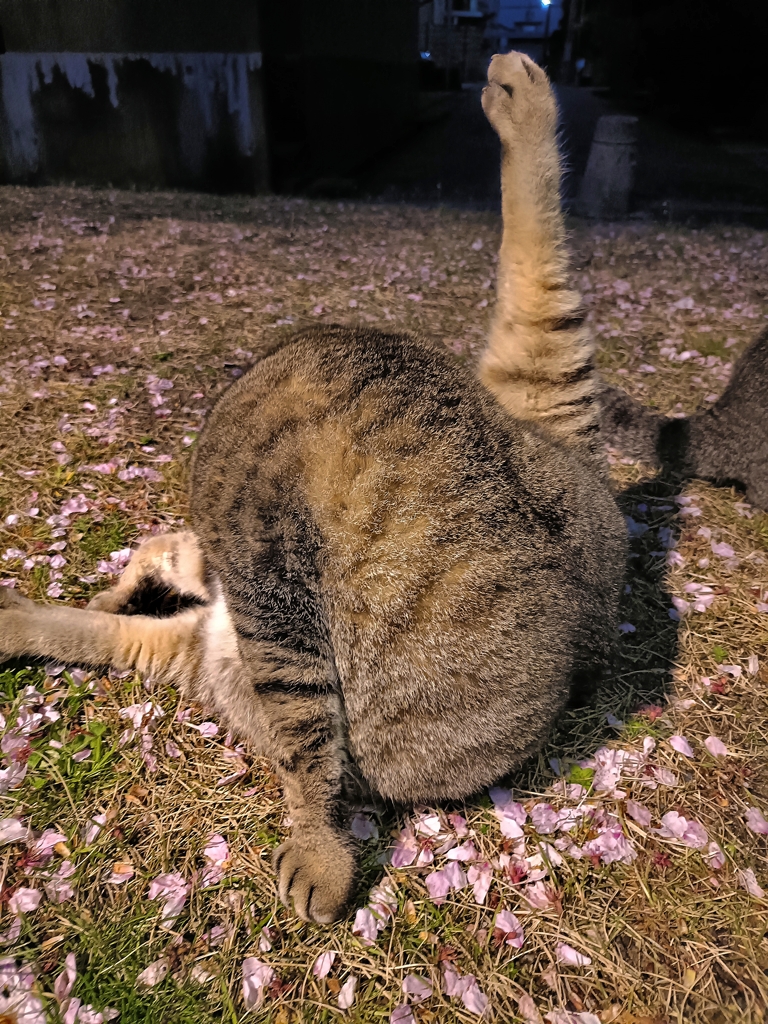 我がにゃん生に一片の悔いなし！！