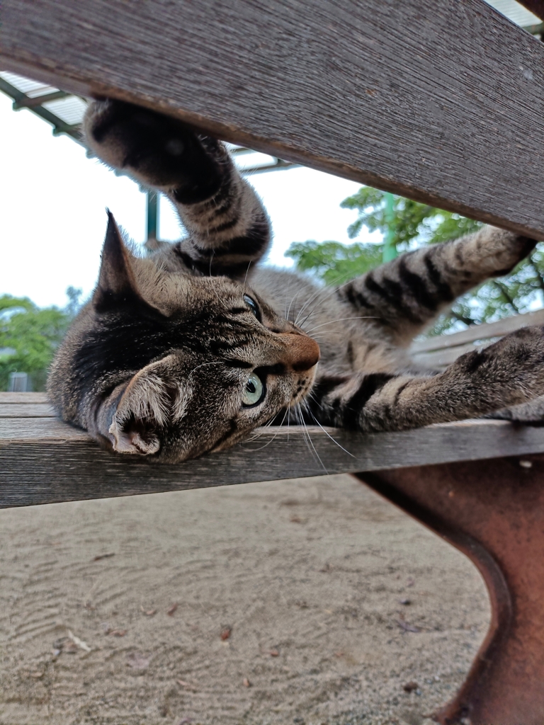 ベンチは遊び場