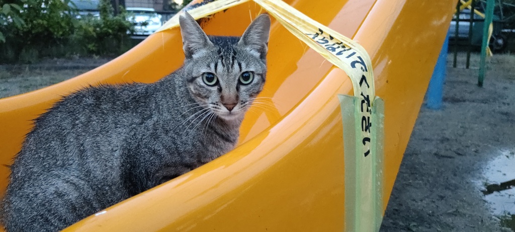 猫ですから。