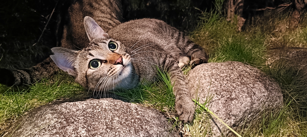 明日も晴れそうにゃん