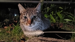 興味無し