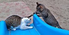 うっさい！！