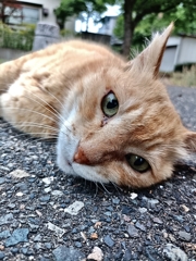 キミは眠くないのかにゃ？