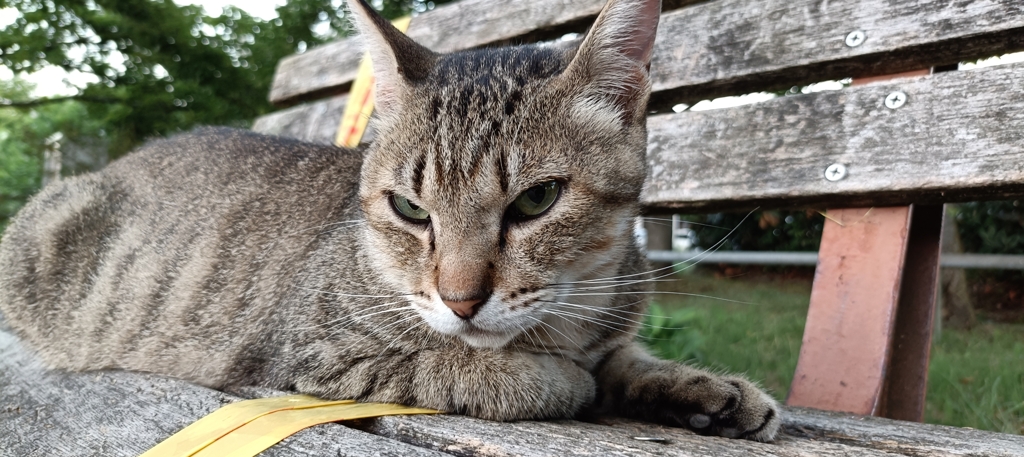 カッコいいニャろ？