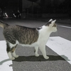 手の代わりにシッポを