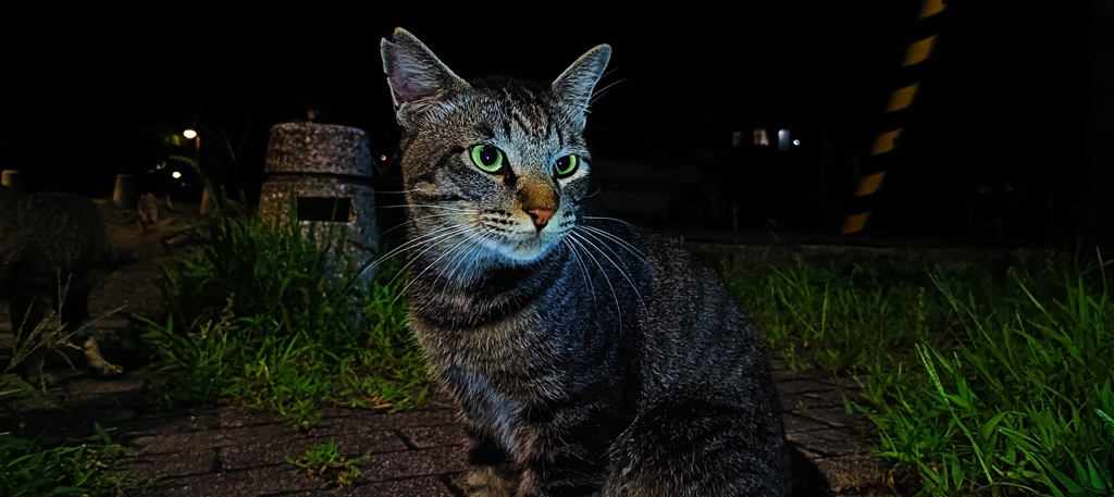 闇夜に光る翠眼