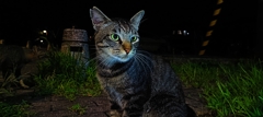 闇夜に光る翠眼