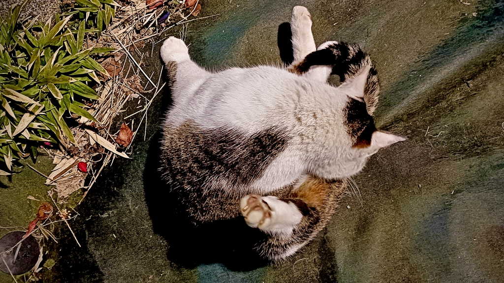 人間には真似が不可能