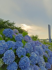 アジサイも大変な梅雨