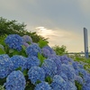 アジサイも大変な梅雨