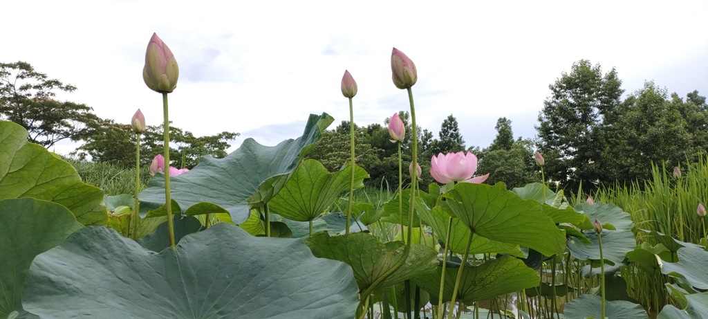 まだ先