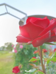 薔薇と言えば