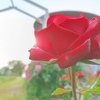 薔薇と言えば