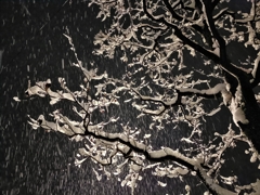 雪ん子のフラメンコ