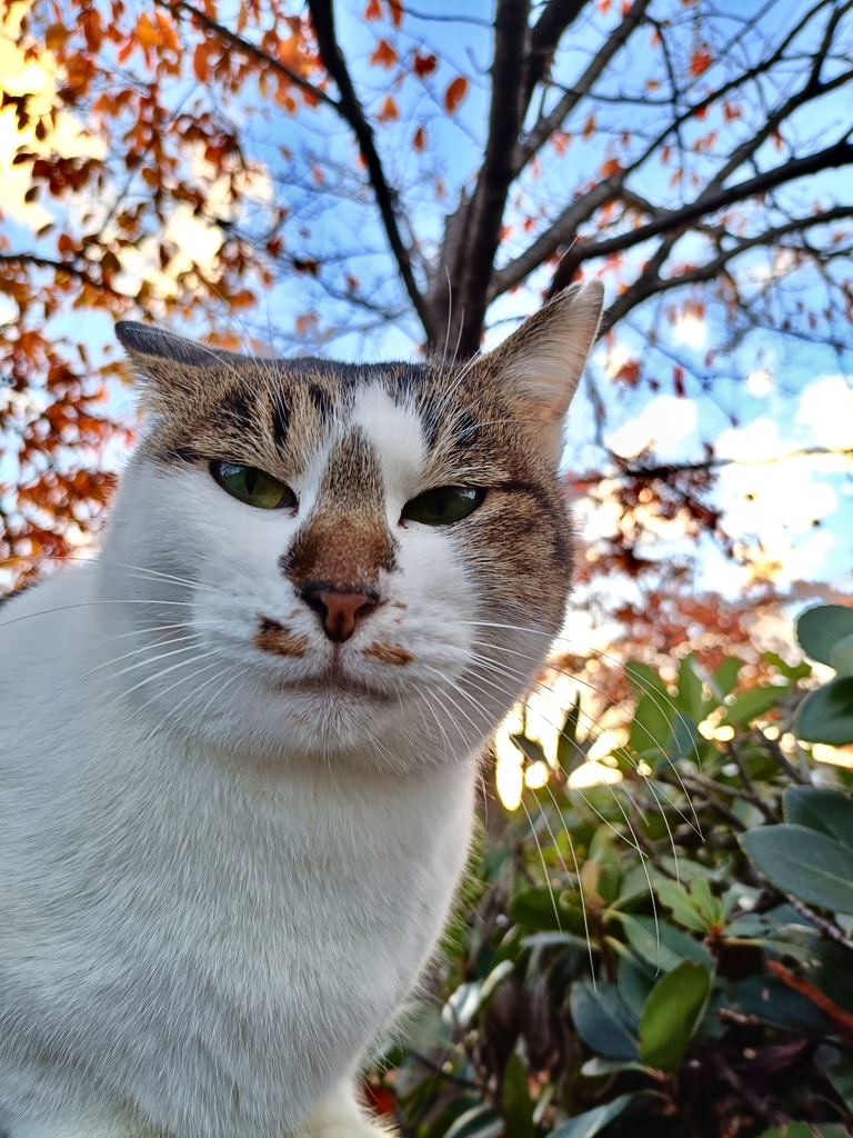 ・・・・。誰がタヌキだにゃ〜！！