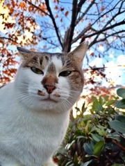 ・・・・。誰がタヌキだにゃ〜！！