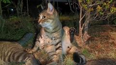 The・ねこポーズ