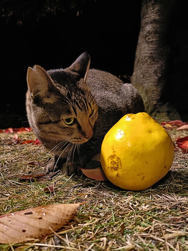 ザ・テレビジョン